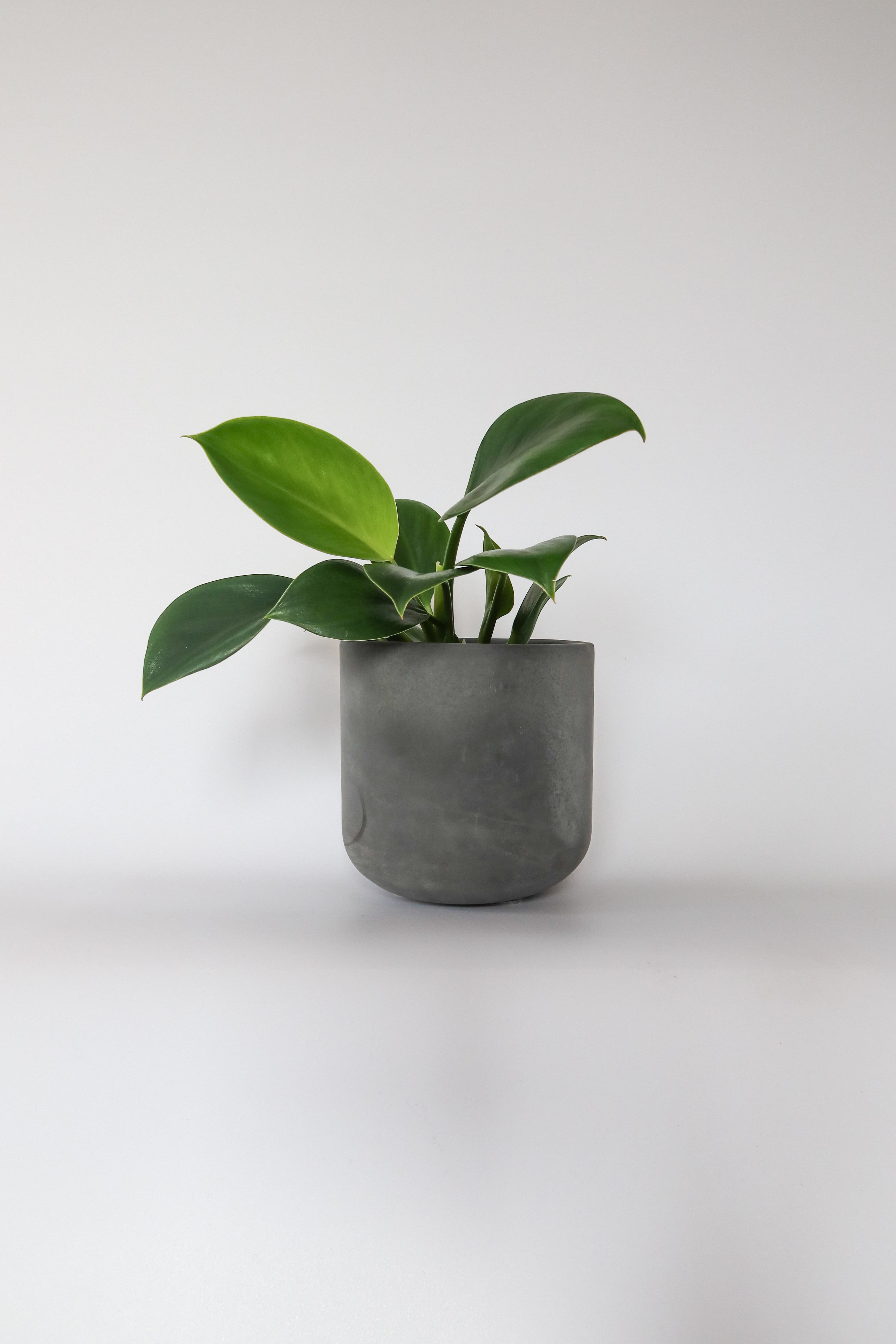 Osłonka betonowa Black — czarny barwiony beton, handmade, premium